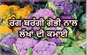 ਲਾਲ, ਪੀਲੀ, ਜਾਮਨੀ ਗੋਭੀ ਬਣੀ ਕਿਸਾਨਾਂ ਦੀ ਪਹਿਲੀ ਪਸੰਦ, ਵਧੀਆ ਝਾੜ ਨਾਲ ਲੱਖਾਂ ਦੀ ਕਮਾਈ   