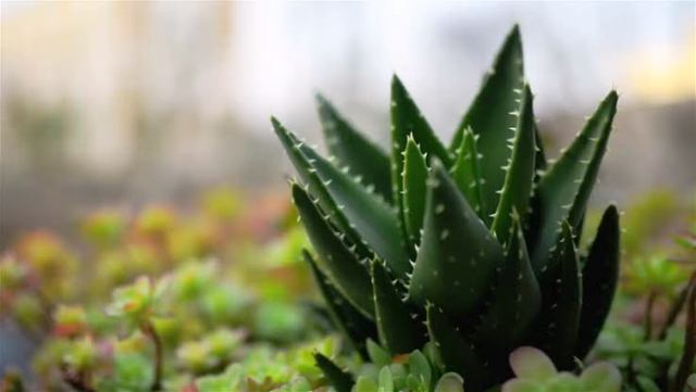 this plant will play this plant will play