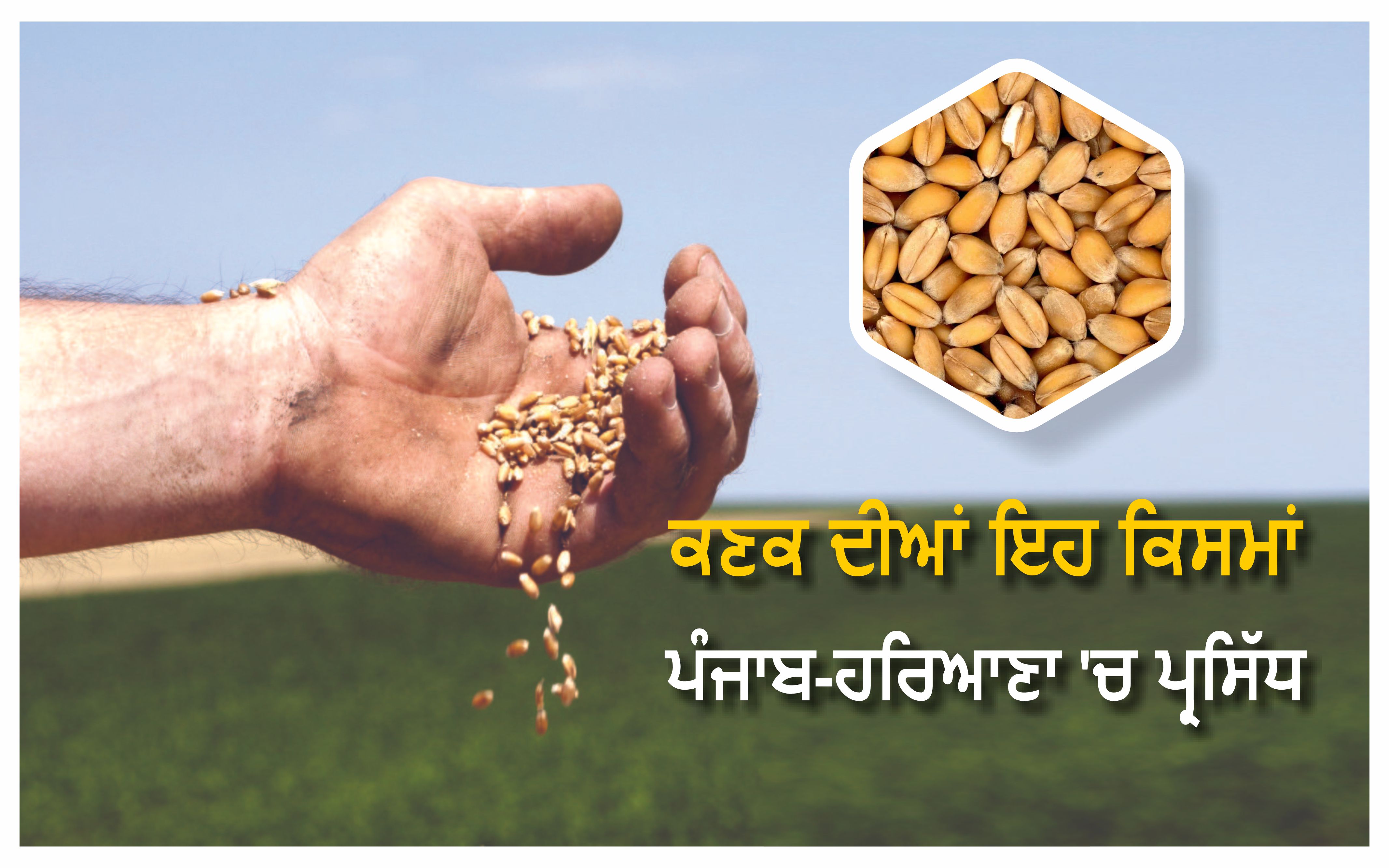 ਕਣਕ ਦੀਆਂ ਪ੍ਰਸਿੱਧ ਕਿਸਮਾਂ ਕਣਕ ਦੀਆਂ ਪ੍ਰਸਿੱਧ ਕਿਸਮਾਂ