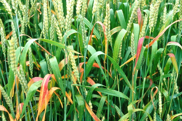 wheat wheat