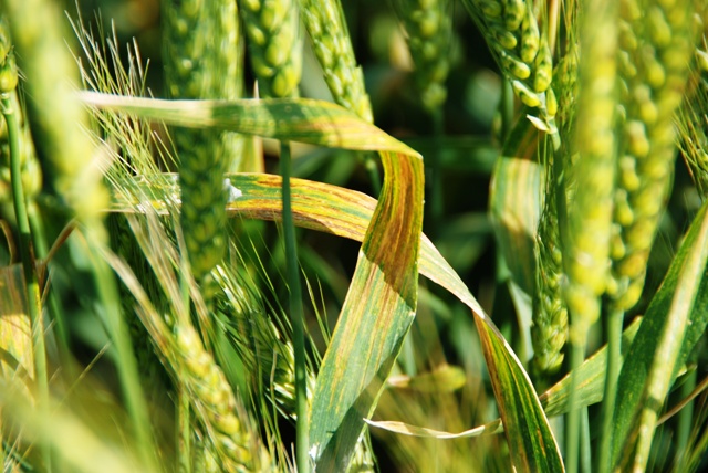wheat main wheat main