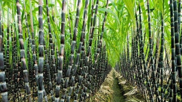 sugar cane 3 sugar cane 3