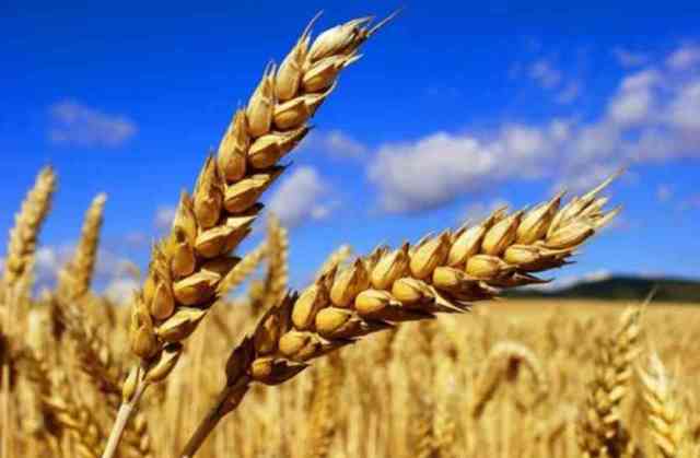 wheat wheat