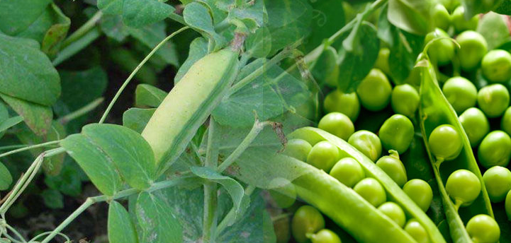peas peas