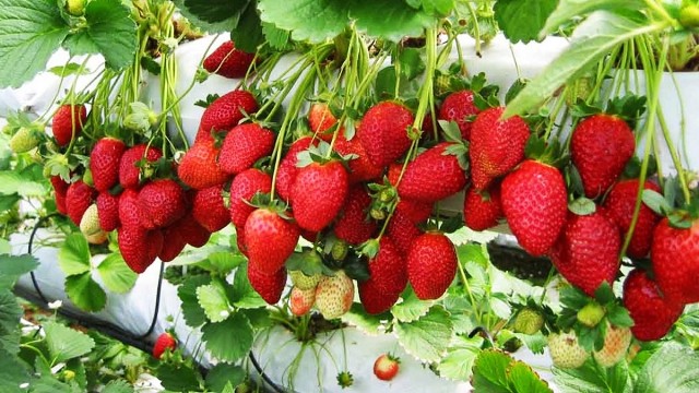 strawberry strawberry