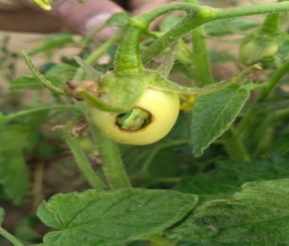 tomato tomato