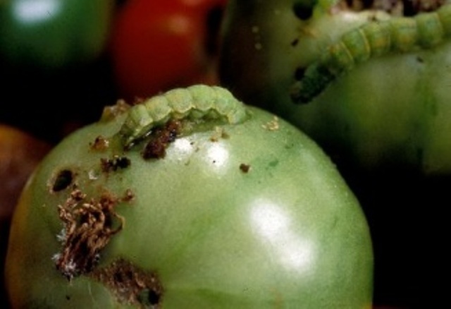 tomato 2 tomato 2