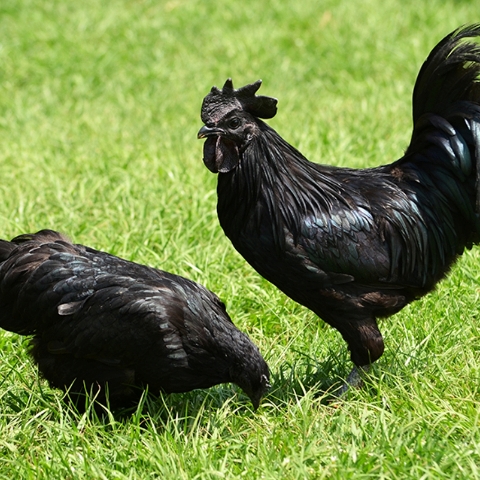 kadaknath kadaknath