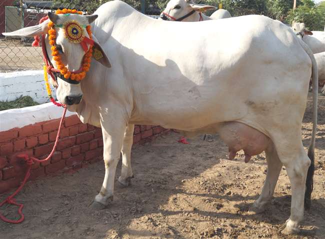 hariana cow hariana cow