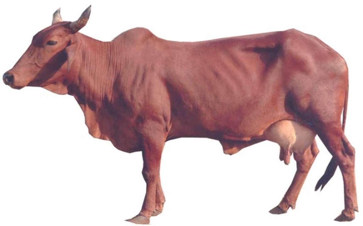 lal sindhi lal sindhi