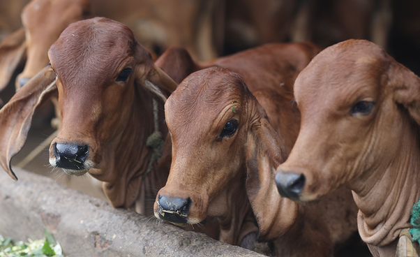 Cow Cow