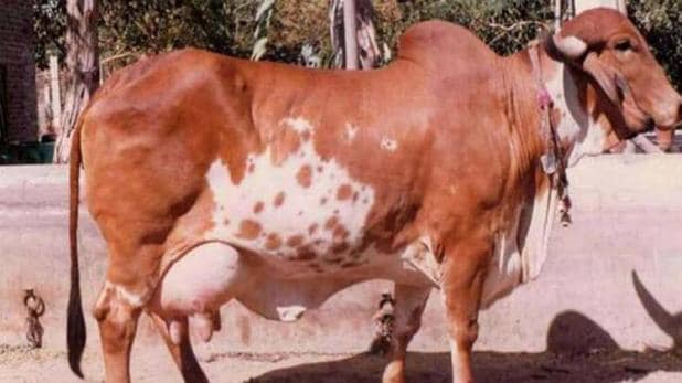 gir cow gir cow
