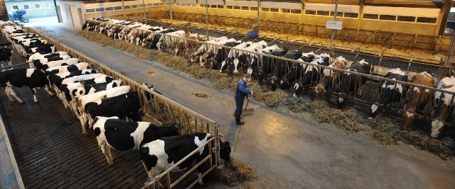 dairy farming dairy farming