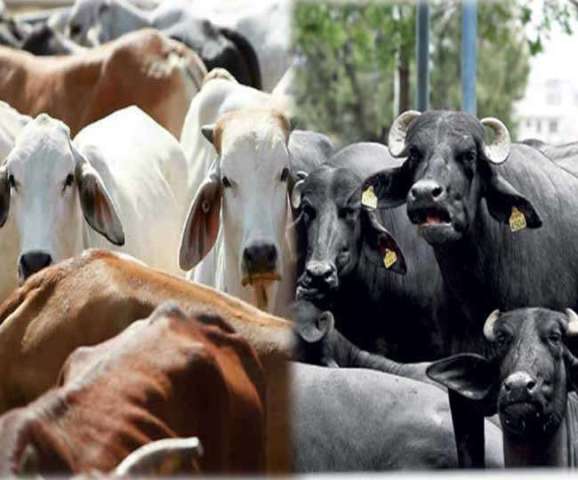 Cow Cow