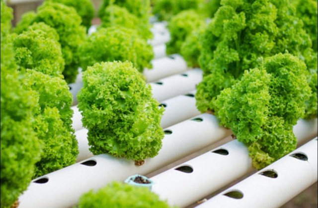 Hydroponics Hydroponics