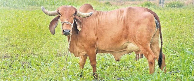 Gir Cow 2 Gir Cow 2