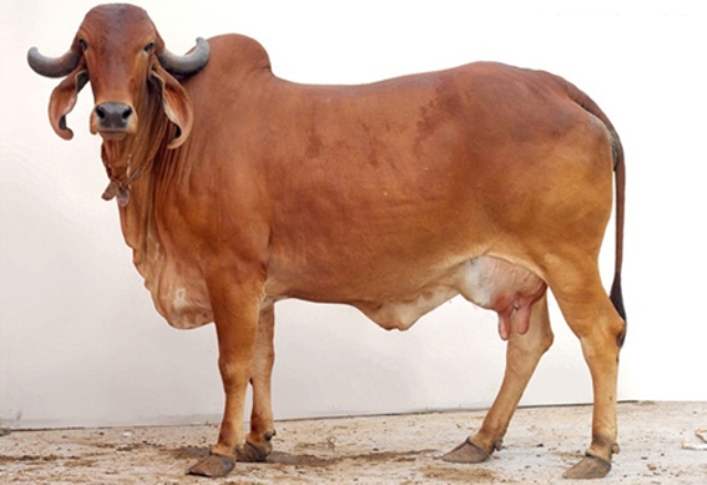 Gir Cow Gir Cow
