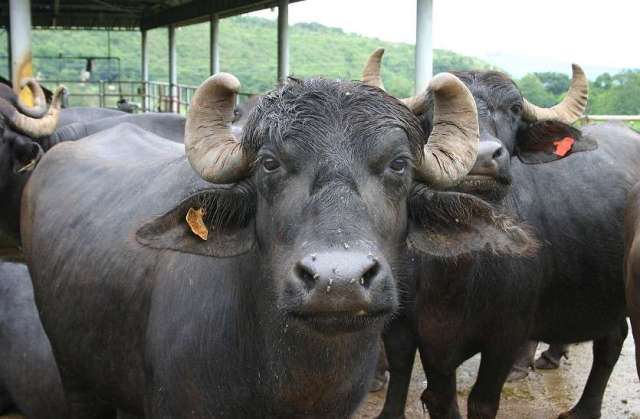 Buffalo Buffalo