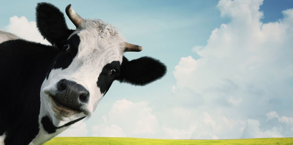 Cow Cow