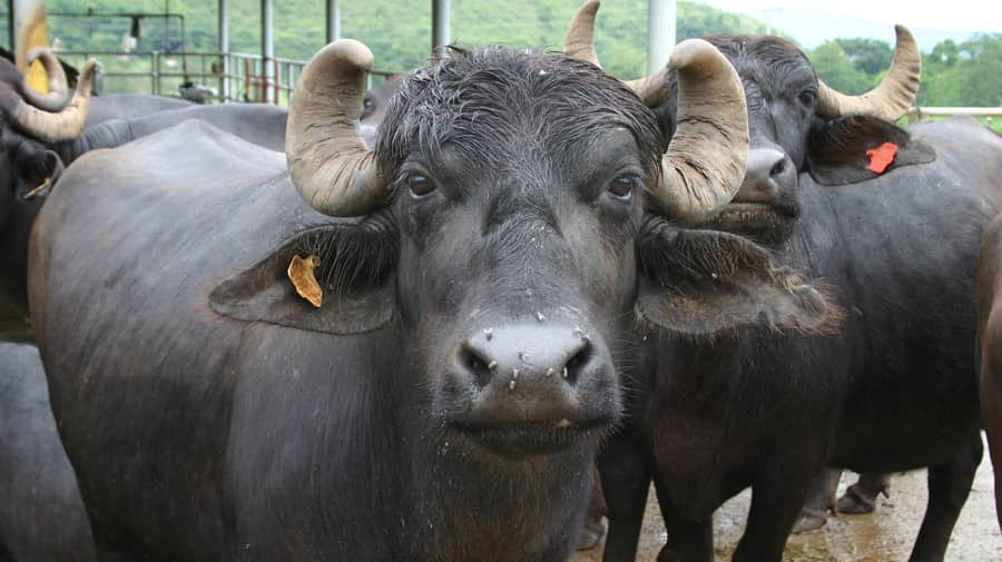 Buffalo Buffalo