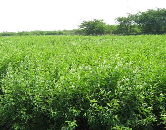 Agriculture Agriculture