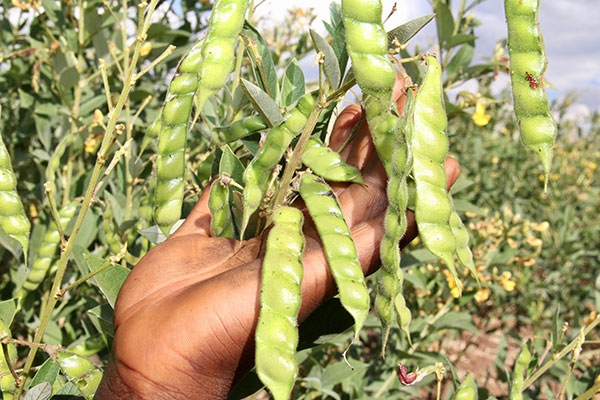 Agriculture 2 Agriculture 2