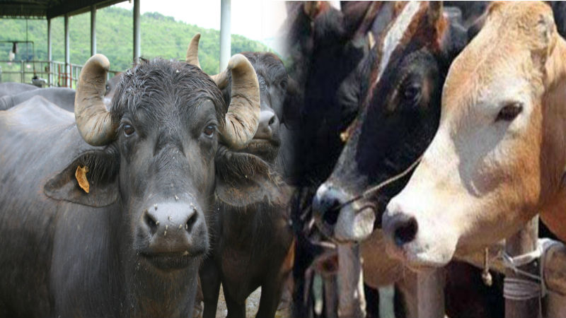 Cow and Buffalo Cow and Buffalo