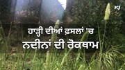 ਮੱਕੀ, ਦਾਲਾਂ ਅਤੇ ਅਨਾਜ ਵਾਲੀਆਂ ਫ਼ਸਲਾਂ 'ਚ Weed Control