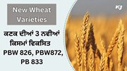 PAU ਵੱਲੋਂ 3 New Wheat Varieties ਵਿਕਸਿਤ 