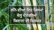 Sugarcane ਦੀਆਂ ਇਨ੍ਹਾਂ ਕਿਸਮਾਂ ਦਾ ਝਾੜ 150 ਟਨ ਪ੍ਰਤੀ ਹੈਕਟੇਅਰ