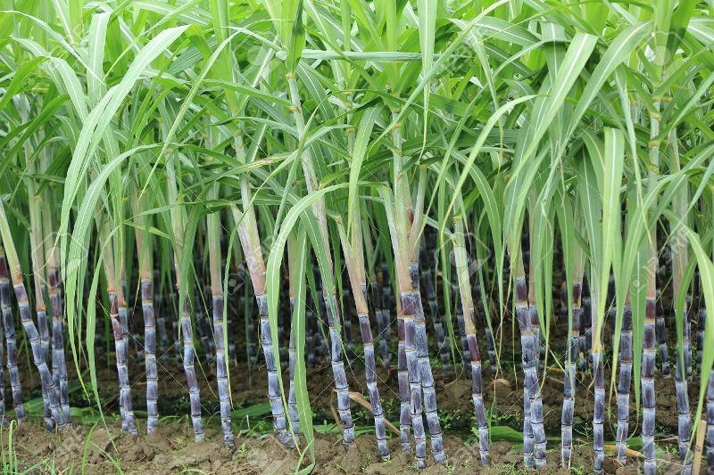 Sugarcane 1 Sugarcane 1