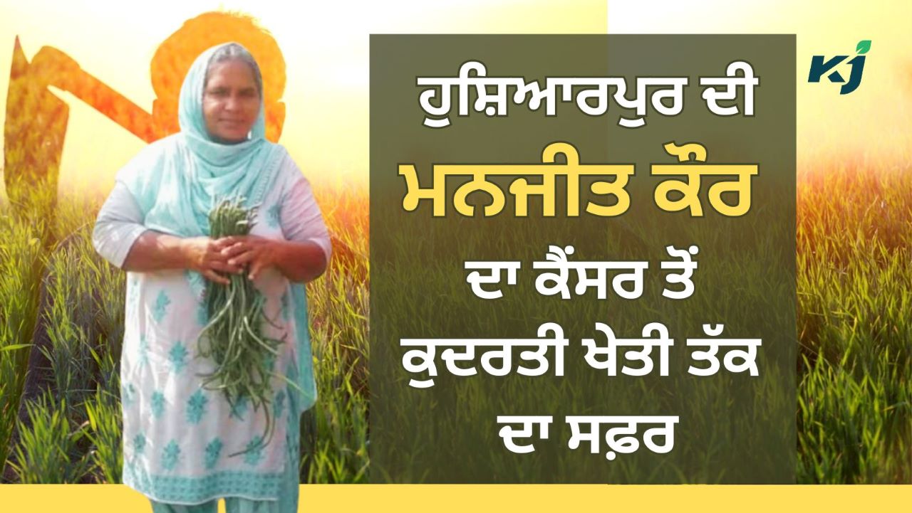 Organic Farming ਨੇ ਬਦਲੀ Hoshiarpur ਦੀ ਰਹਿਣ ਵਾਲੀ Manjit Kaur ਦੀ ਜ਼ਿੰਦਗੀ, ਇੱਥੇ ਜਾਣੋ Cancer ਤੋਂ ਕੁਦਰਤੀ ਖੇਤੀ ਤੱਕ ਦੇ ਸਫ਼ਰ ਦੀ ਪੂਰੀ ਕਹਾਣੀ 