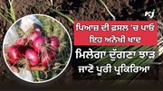 Onion Cultivation: ਪਿਆਜ਼ ਦੀ ਸਫਲ ਕਾਸ਼ਤ ਲਈ ਵਰਤੋਂ ਇਹ ਅਨੋਖੀ ਖਾਦ, ਮਿਹਨਤ ਘੱਟ - ਝਾੜ ਵੱਧ, ਜਾਣੋ ਸਹੀ ਦੇਖਭਾਲ ਅਤੇ ਤਕਨੀਕ ਦੀ ਇਹ ਪੂਰੀ ਪ੍ਰਕਿਰਿਆ