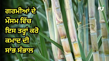 Sugarcane Production in India: ਕਿਸਾਨ ਵੀਰੋਂ, ਗਰਮੀਆਂ ਦੇ ਮੌਸਮ ਵਿੱਚ ਇਸ ਤਰ੍ਹਾਂ ਕਰੋ ਕਮਾਦ ਦੀ ਸਾਂਭ ਸੰਭਾਲ, ਚੰਗੇ ਝਾੜ ਨਾਲ ਮਿਲੇਗਾ ਚੰਗਾ ਮੁਨਾਫ਼ਾ 