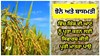 Nutrient Management: ਝੋਨੇ ਅਤੇ ਬਾਸਮਤੀ ਵਿੱਚ ਜ਼ਿੰਕ ਦੀ ਘਾਟ ਨੂੰ ਪੂਰਾ ਕਰਨ ਲਈ ਸਿਫਾਰਸ਼ ਕੀਤੀ ਪੂਰੀ ਮਾਤਰਾ ਪਾਉ