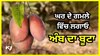 Gardening Tips: ਹੁਣ ਘਰ ਦੇ ਗਮਲੇ ਵਿੱਚ ਹੀ ਲਾਓ ਅੰਬ, ਦਿਨਾਂ 'ਚ ਤਿਆਰ ਹੋ ਜਾਣਗੀਆਂ ਇਹ ਕਿਸਮਾਂ