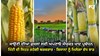 Kharif Crops ਲਈ ਅਪਣਾਓ ਸੰਯੁਕਤ ਖਾਦ ਪ੍ਰਬੰਧਨ, ਮਿੱਟੀ ਦੀ ਸਿਹਤ ਰਹੇਗੀ ਬਰਕਰਾਰ - ਕਿਸਾਨਾਂ ਨੂੰ ਮਿਲੇਗਾ ਵੱਧ ਝਾੜ 