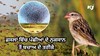 How Birds Can Damage Crops: ਫ਼ਸਲਾਂ ਨੂੰ ਹਾਨੀਕਾਰਕ ਪੰਛੀਆਂ ਤੋਂ ਬਚਾਉਣ ਅਤੇ Income Double ਕਰਨ ਦੇ ਤਰੀਕੇ   