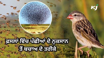 How Birds Can Damage Crops: ਫ਼ਸਲਾਂ ਨੂੰ ਹਾਨੀਕਾਰਕ ਪੰਛੀਆਂ ਤੋਂ ਬਚਾਉਣ ਅਤੇ Income Double ਕਰਨ ਦੇ ਤਰੀਕੇ   