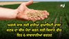 ਅਗਲੇ ਸਾਲ ਲਈ ਵਧੀਆ ਕੁਆਲਿਟੀ ਵਾਲਾ ਕਣਕ ਦਾ ਬੀਜ ਪੈਦਾ ਕਰਨ ਲਈ ਕਿਸਾਨ ਵੀਰ ਇਹ 6 ਸਾਵਧਾਨੀਆਂ ਵਰਤਣ