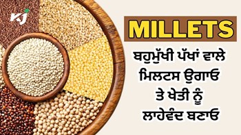 Millets: ਬਹੁਮੁੱਖੀ ਪੱਖਾਂ ਵਾਲੇ ਮਿਲਟਸ ਉਗਾਓ ਤੇ ਖੇਤੀ ਨੂੰ ਲਾਹੇਵੰਦ ਬਣਾਓ