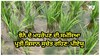 ਝੋਨੇ ਦੇ ਮਧਰੇਪਣ ਦੀ ਸਮੱਸਿਆ ਪ੍ਰਤੀ ਸਲਾਹ, ਕਿਸਾਨ ਵੀਰ PAU ਵੱਲੋਂ Media ਵਿੱਚ ਦਿੱਤੀ ਜਾਣਕਾਰੀ ਦਾ ਰੱਖਣ ਧਿਆਨ: Dr. Ajmer Singh Dhatt
