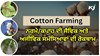 Cotton Crop: ਨਰਮੇ/ਕਪਾਹ ਦੀ ਜੈਵਿਕ ਅਤੇ ਅਜੀਵਿਕ ਸਮੱਸਿਆਵਾਂ ਦੀ ਰੋਕਥਾਮ