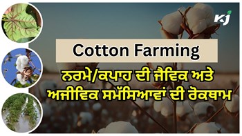 Cotton Crop: ਨਰਮੇ/ਕਪਾਹ ਦੀ ਜੈਵਿਕ ਅਤੇ ਅਜੀਵਿਕ ਸਮੱਸਿਆਵਾਂ ਦੀ ਰੋਕਥਾਮ
