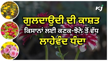 Profitable Business: ਕਣਕ ਅਤੇ ਝੋਨੇ ਨਾਲੋਂ 'ਗੁਲਦਾਉਦੀ ਦੀ ਕਾਸ਼ਤ' ਕਿਸਾਨਾਂ ਲਈ ਵਧੇਰੇ ਲਾਭਦਾਇਕ, ਆਓ ਜਾਣਦੇ ਹਾਂ ਕਿਵੇਂ?