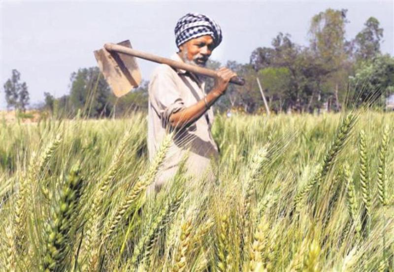 Punjab Farmers Punjab Farmers