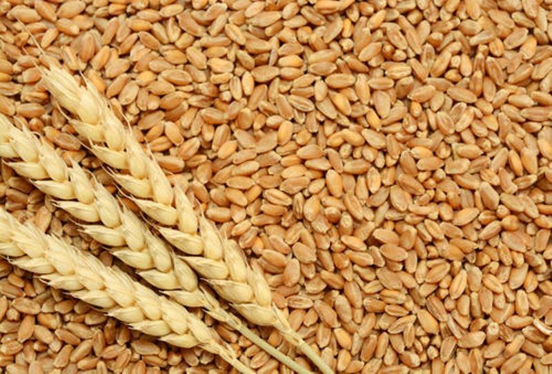 Wheat Wheat