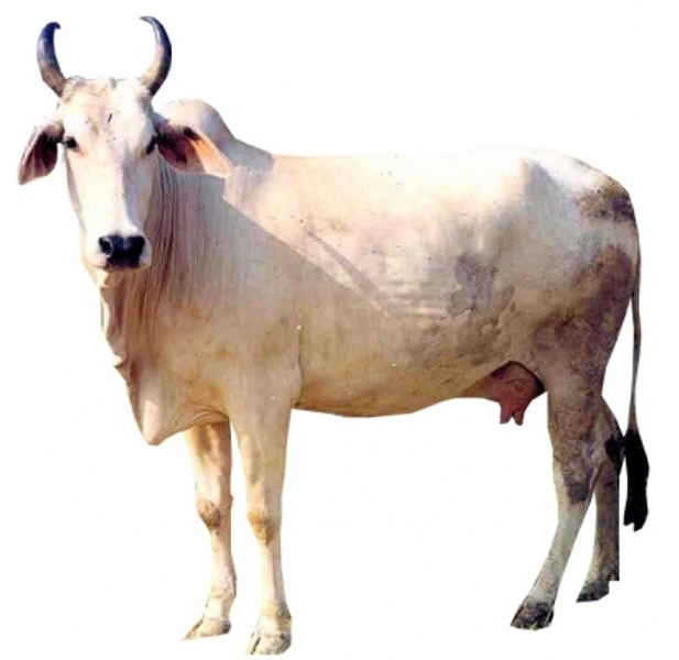 Mewari Cow