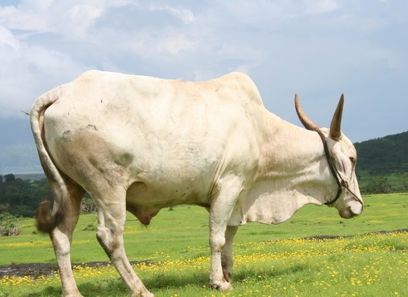 Mewati Cow