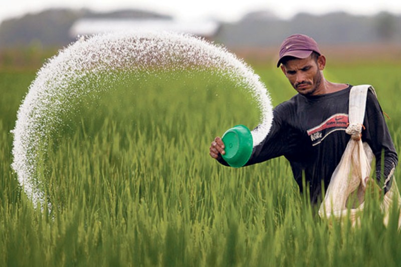 fertilization fertilization